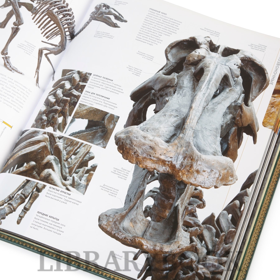 Коллекционная книга Развитие жизни на земле в кожаном переплете