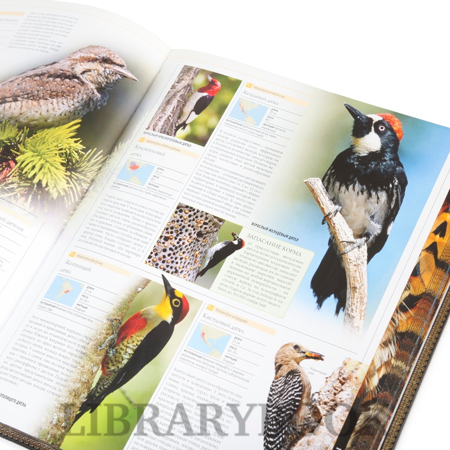 Коллекционное издание книги Птицы. Энциклопедия в кожаном переплете