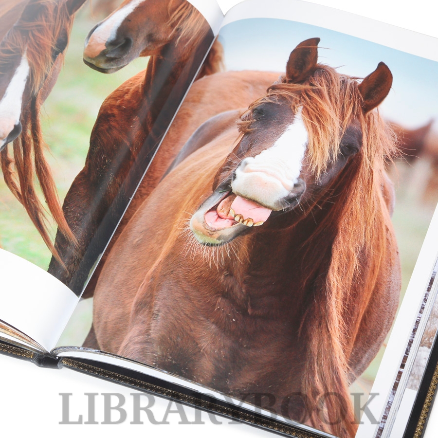 Коллекционное издание Остров мустангов Александр Липкович в кожаном переплете