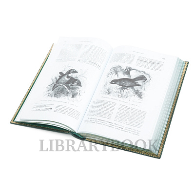 Миниатюра - 