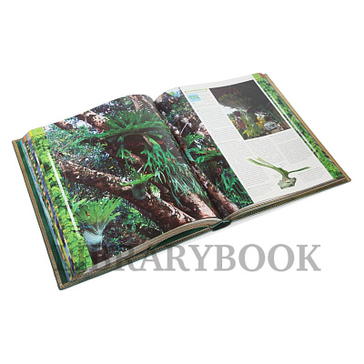 Миниатюра - 