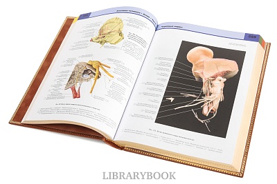 Миниатюра - 