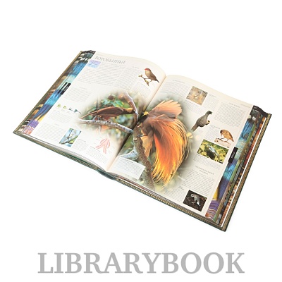 Миниатюра - 