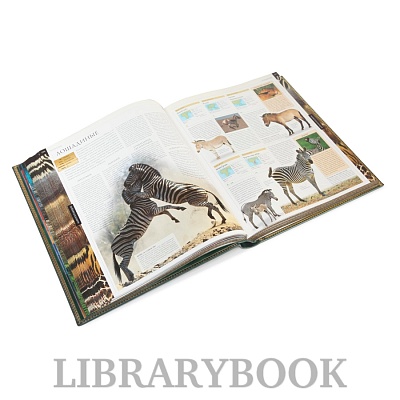 Миниатюра - 