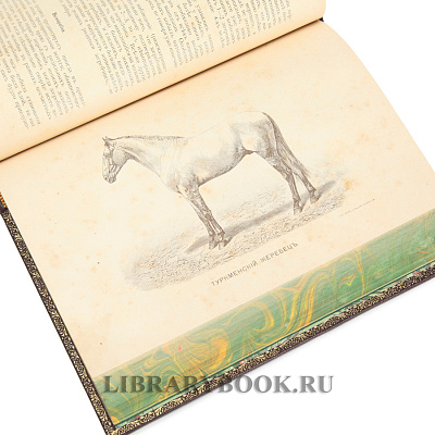 Миниатюра - 