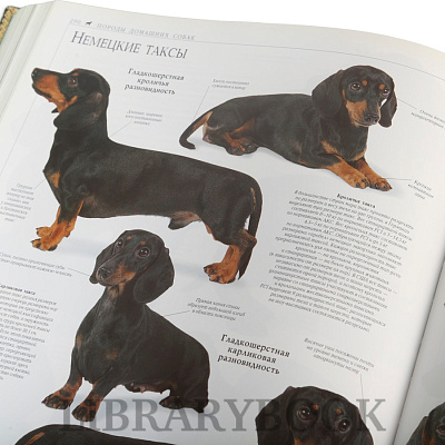 Миниатюра - 