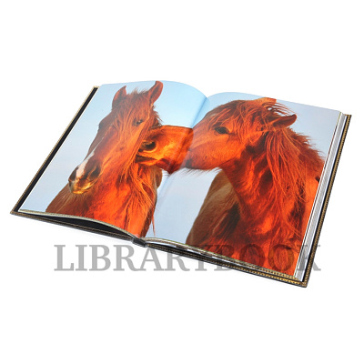 Миниатюра - 