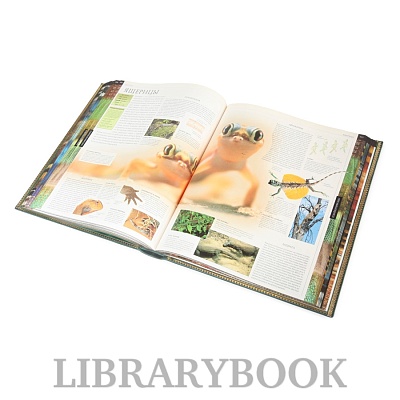 Миниатюра - 