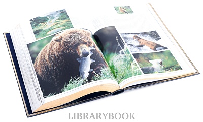 Миниатюра - 