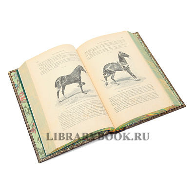 Миниатюра - 