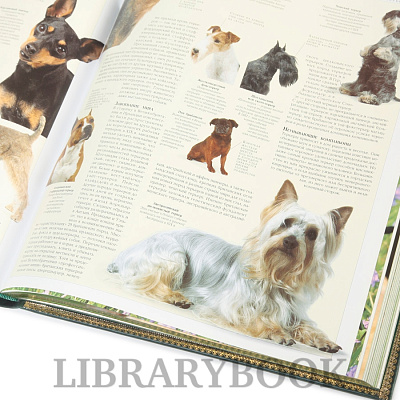 Миниатюра - 