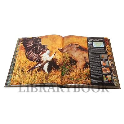 Миниатюра - 