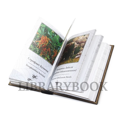 Миниатюра - 