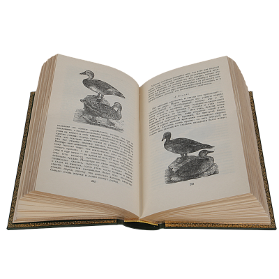 Миниатюра - 