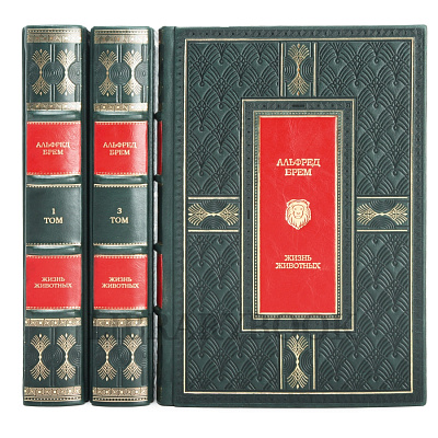 Миниатюра - 