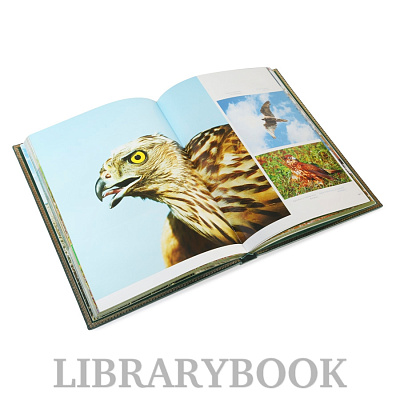 Миниатюра - 