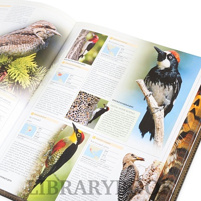 Миниатюра - 