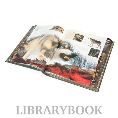 Миниатюра - 