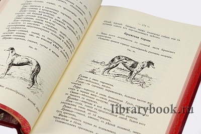 Миниатюра - 