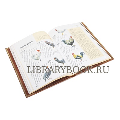 Миниатюра - 