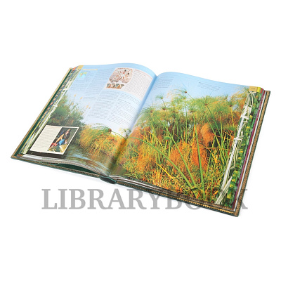 Миниатюра - 