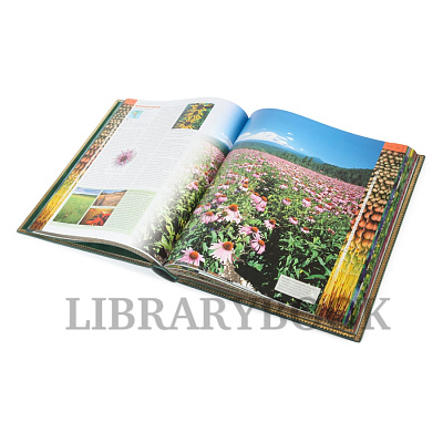 Миниатюра - 