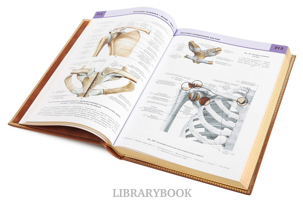 Подарочное издание книги Атлас анатомии человека в 3-х томах в кожаном переплете