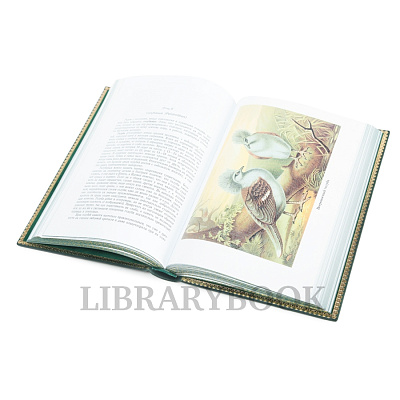 Миниатюра - 