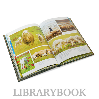 Миниатюра - 