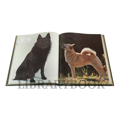 Миниатюра - 