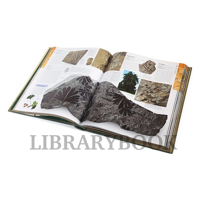 Миниатюра - 