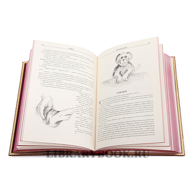 Миниатюра - 