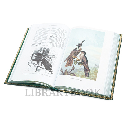 Миниатюра - 