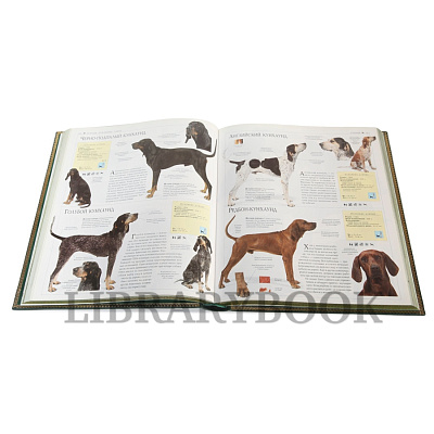 Миниатюра - 