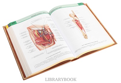 Миниатюра - 