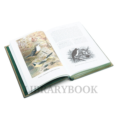 Миниатюра - 